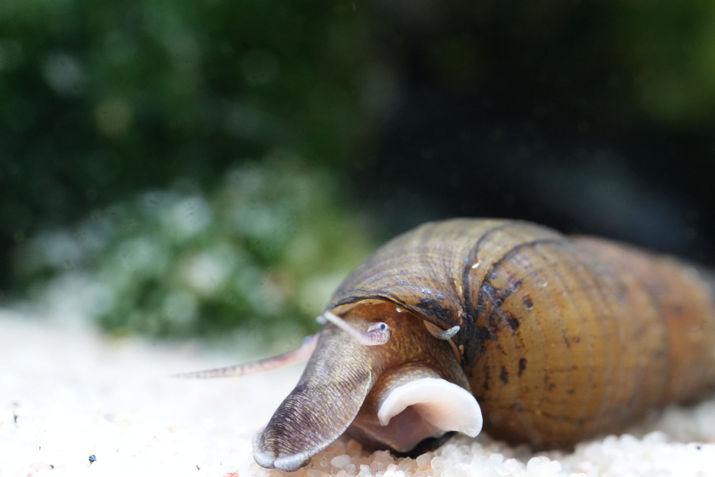 Langnasenschnecke (stenomelania torulosa) nahaufnahme vom Gesicht im aquarium