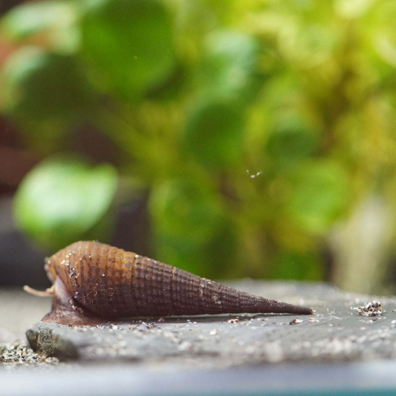 Langnasenschnecke Turmdeckelschnecke  im aquarium auf dunklen Bodengrund beim fressen