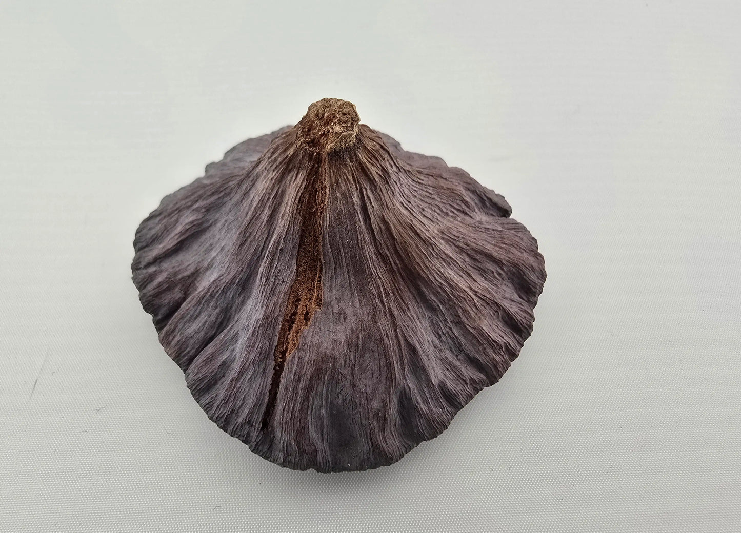 Naturprodukt Lotusschote 5–7 cm