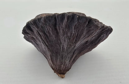 Naturprodukt Lotusschote 5–7 cm