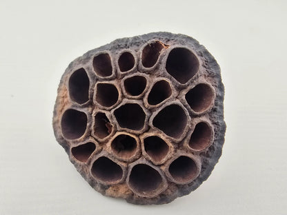 Naturprodukt Lotusschote 5–7 cm
