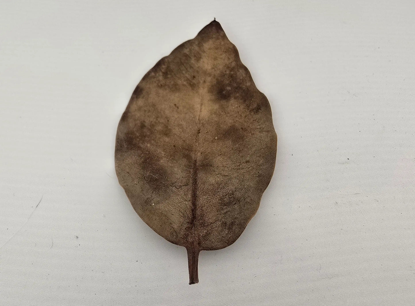 Naturprodukt Mangrovenblätter 10 gramm