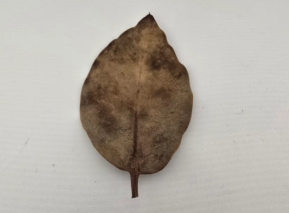 Naturprodukt Mangrovenblätter 10 gramm