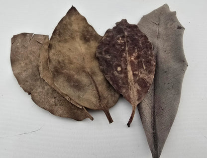 Naturprodukt Mangrovenblätter 10 gramm