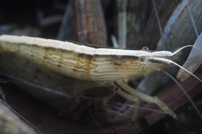 Fächergarnele (atyopsis moluccensis) beim fressen