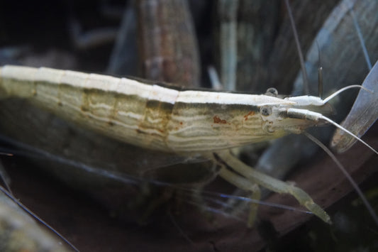 Fächergarnele (atyopsis moluccensis) beim fressen