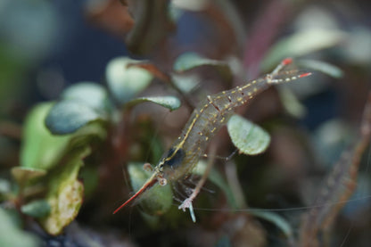 Rote Nashorngarnele (Caridina gracilirostris)