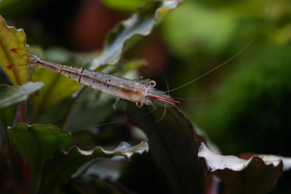 Rote Nashorngarnele (Caridina gracilirostris)