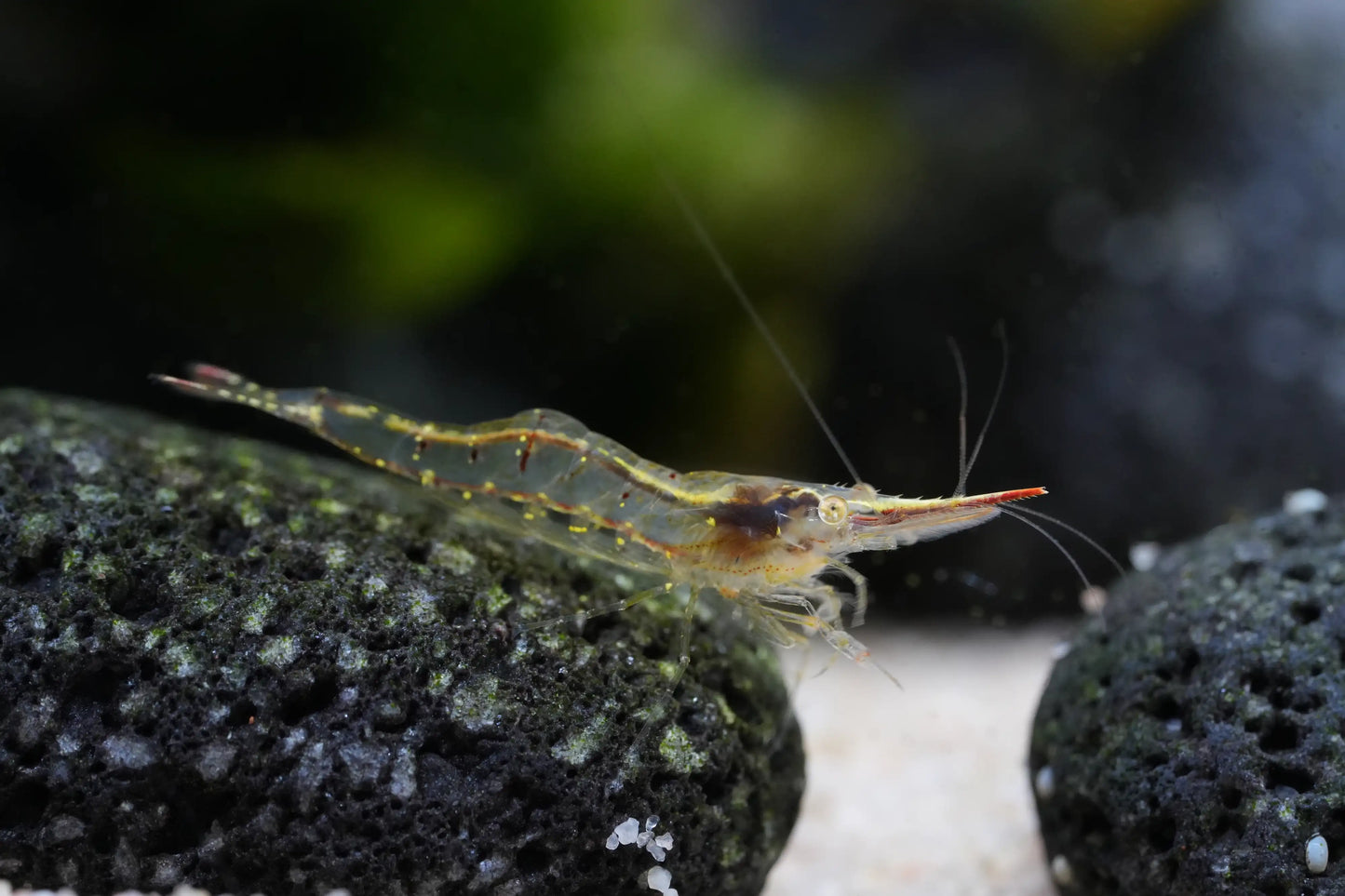 Rote Nashorngarnele (Caridina gracilirostris)