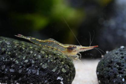 Rote Nashorngarnele (Caridina gracilirostris)