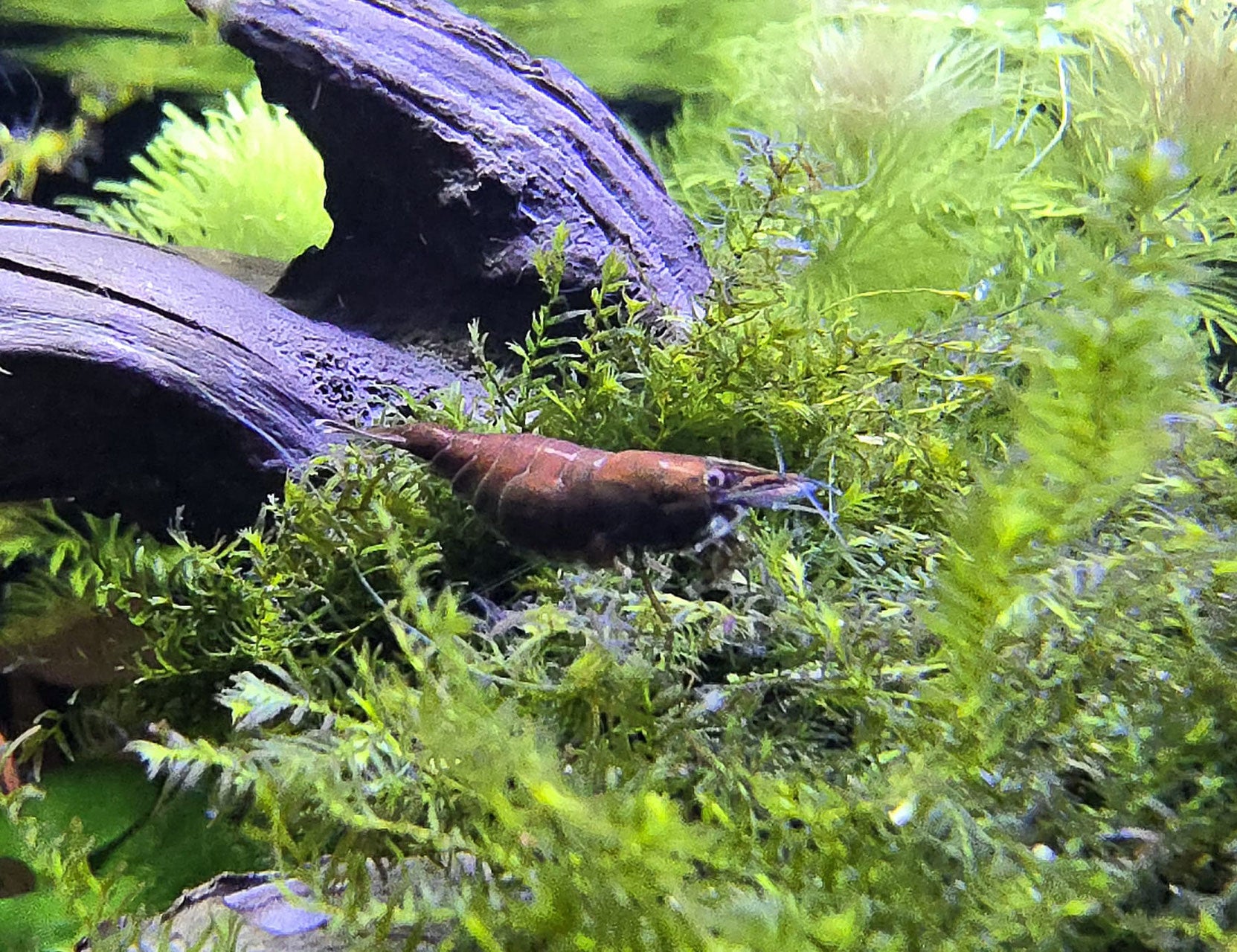 neocaridina red onyx zwerggarnele die im Moos sitzt und in die Kamera guckt