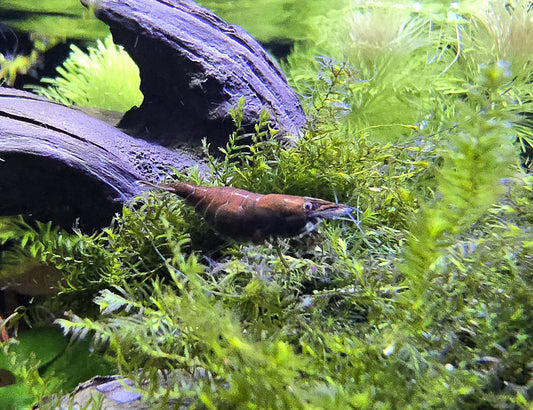 neocaridina red onyx zwerggarnele die im Moos sitzt und in die Kamera guckt