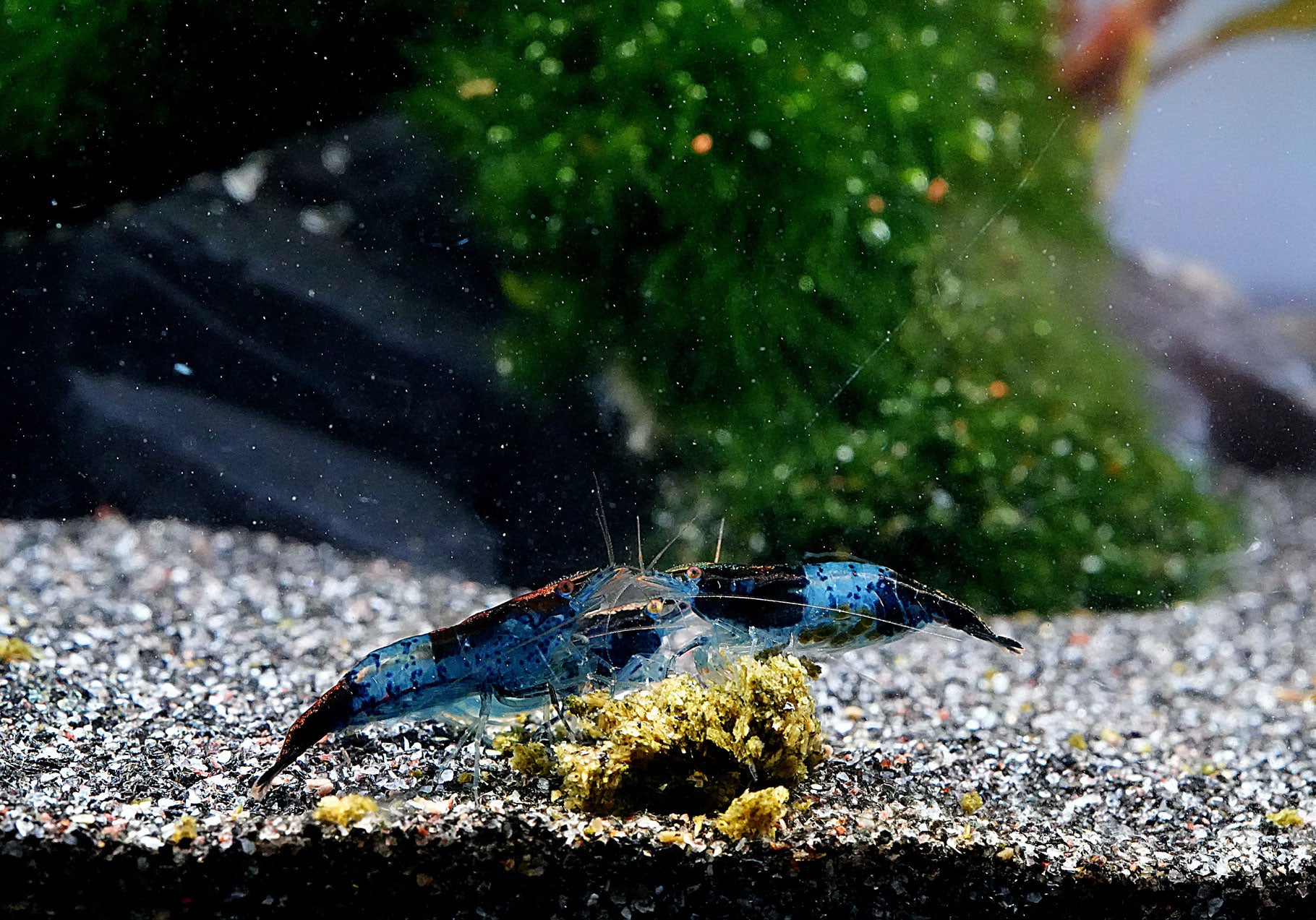 blau schwarze Zwerggarnele Neocaridina beim fressen