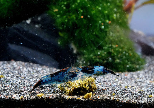blau schwarze Zwerggarnele Neocaridina beim fressen