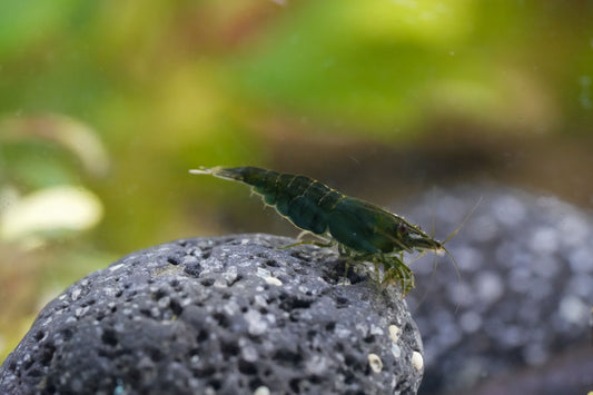 grüne Zwerggarnele im aquarium auf  dunklen Bodengrund