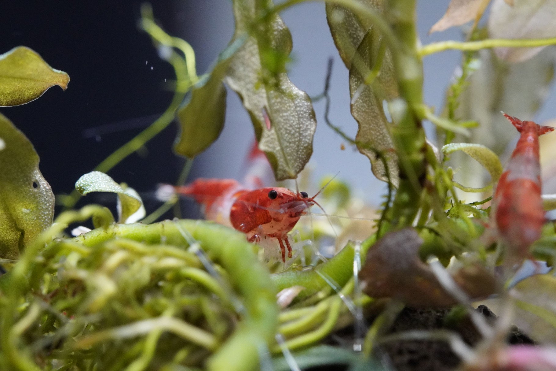 neocaridina  red rili rote weiße zwerggarnele die auf einer bucephalandra Wasserpflanze sitzt und in die Kamara guckt