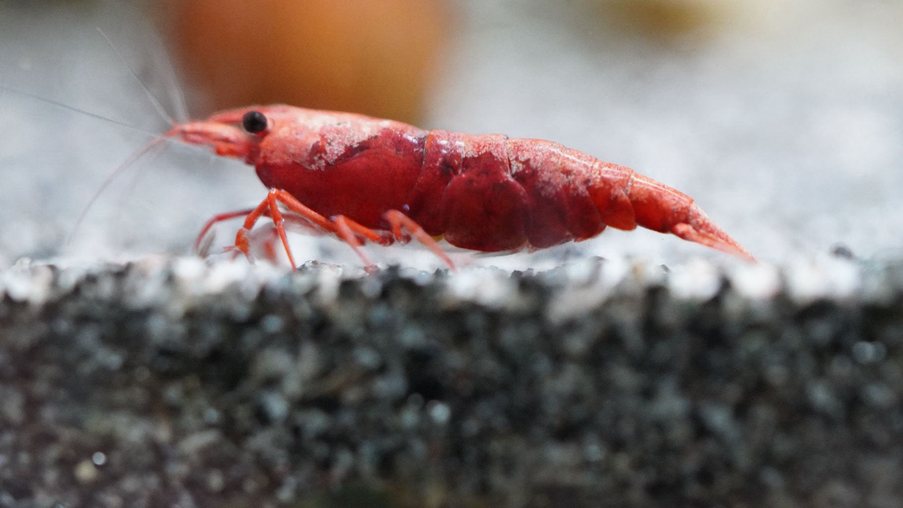red sakura neocaridina zwerggarnele im süßwasser aquarium