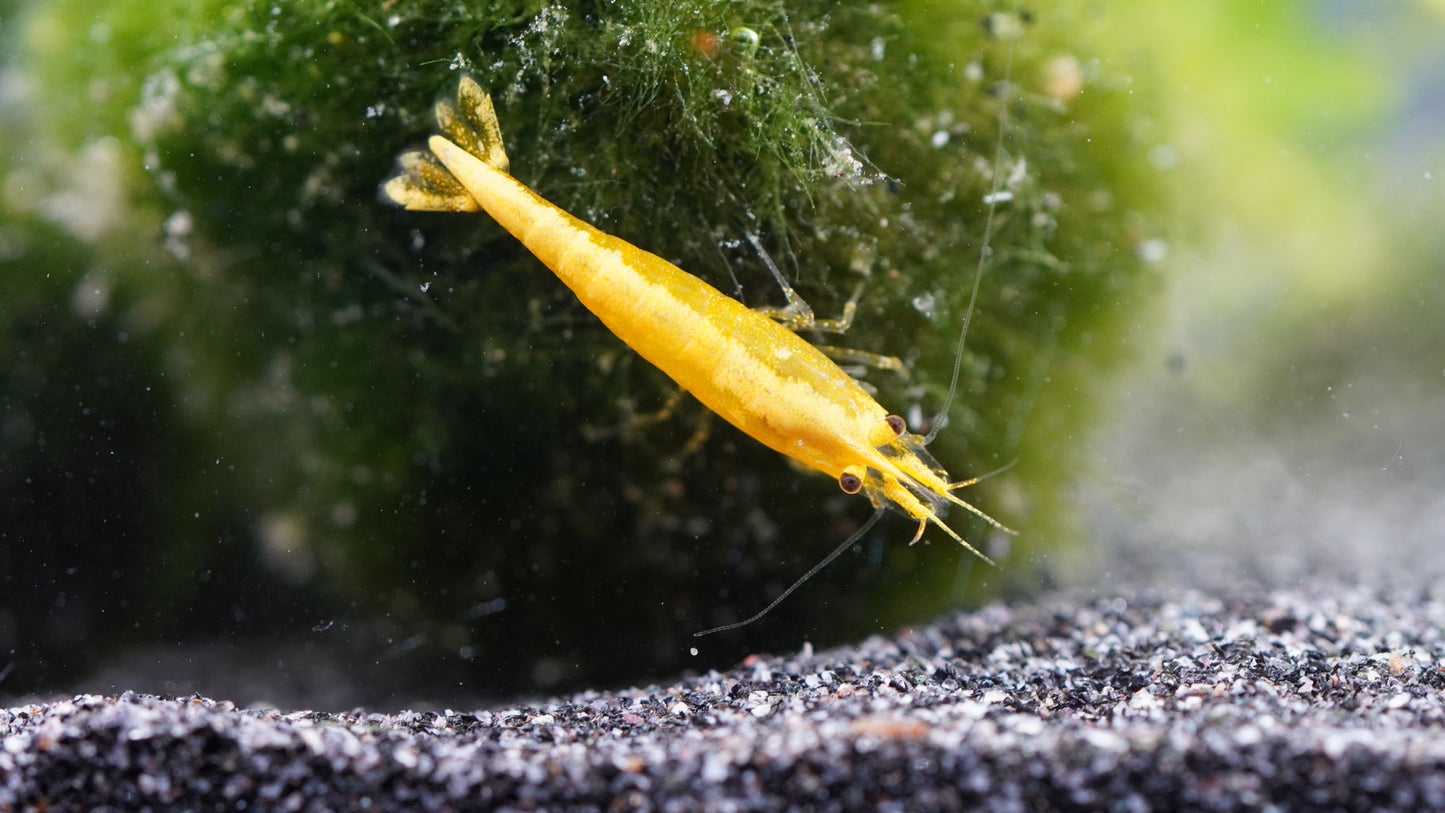 Gelbe zwerggarnele(neocaridina)yellow fire neon stripe die eine Mooskugel abweidet