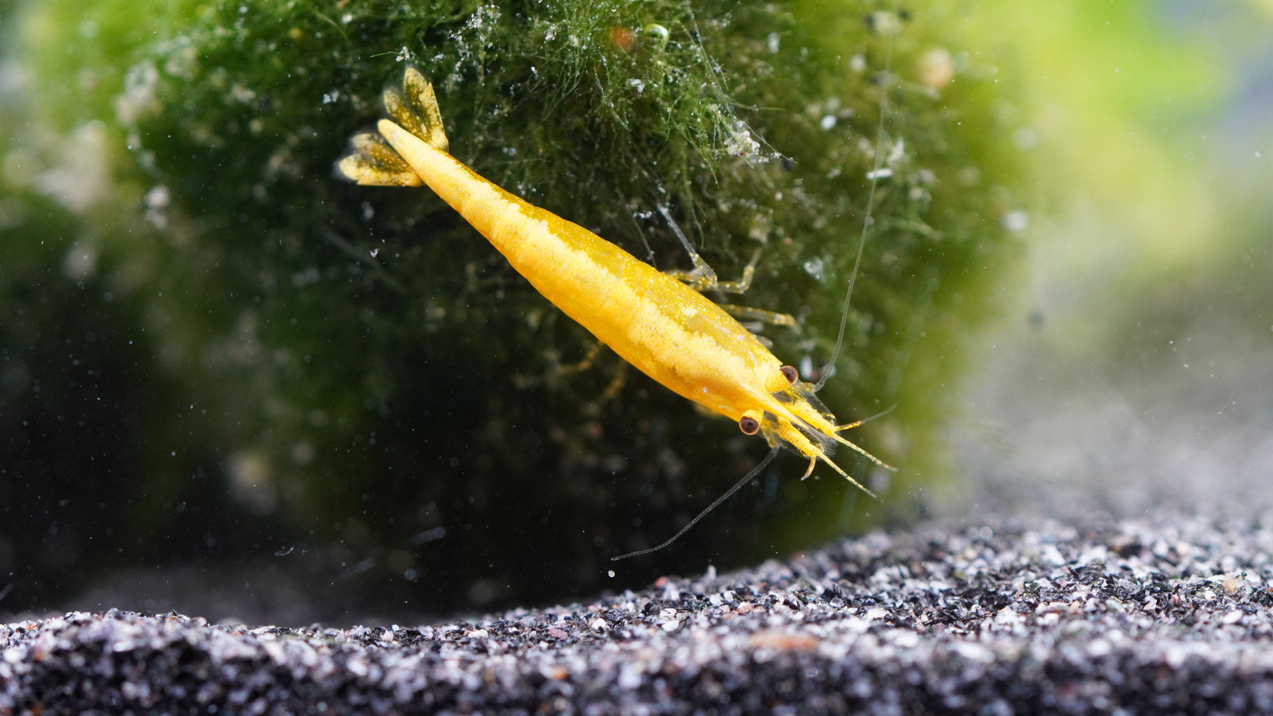 Gelbe zwerggarnele(neocaridina)yellow fire neon stripe die eine Mooskugel abweidet