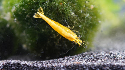 Gelbe zwerggarnele(neocaridina)yellow fire neon stripe die eine Mooskugel abweidet
