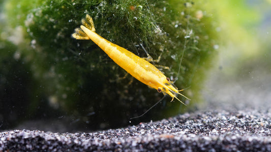 Gelbe zwerggarnele(neocaridina)yellow fire neon stripe die eine Mooskugel abweidet