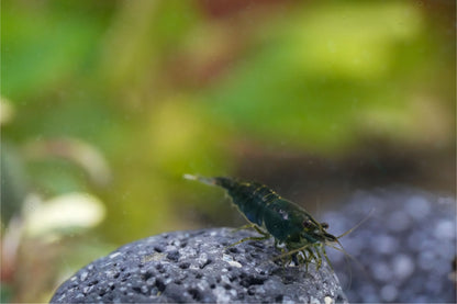 grüne Zwerggarnele (Neocaridina) Green Jade auf einem Lavastein im Aquarium