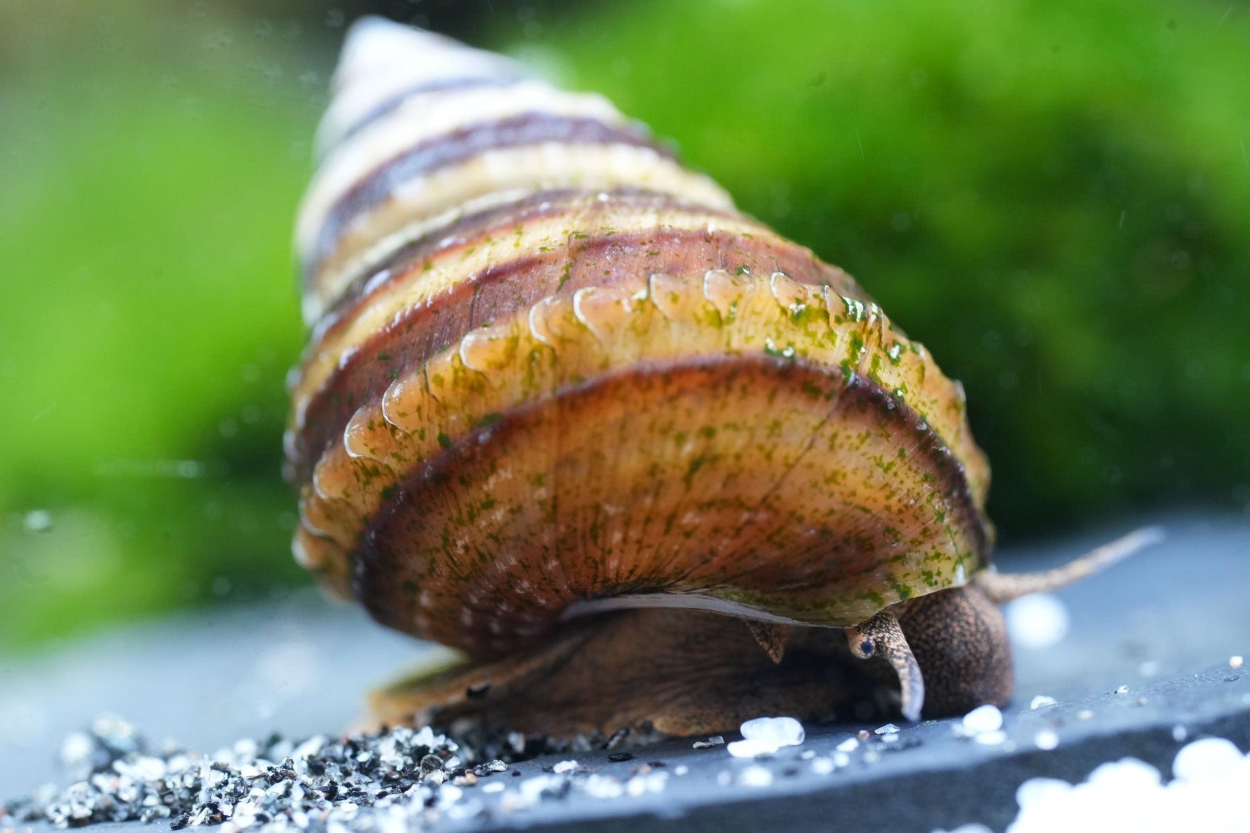 weibliche Pianoschnecke in Nahaufnahme auf schwarzen Bodengrund