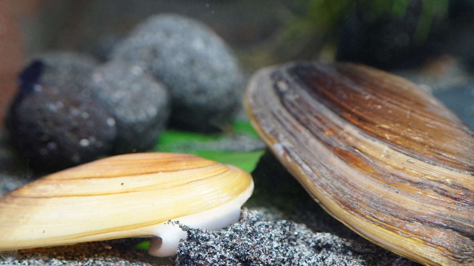 zwei goldenen Tropische süßwassermscheln auf Sandboden und eine frisst gerade