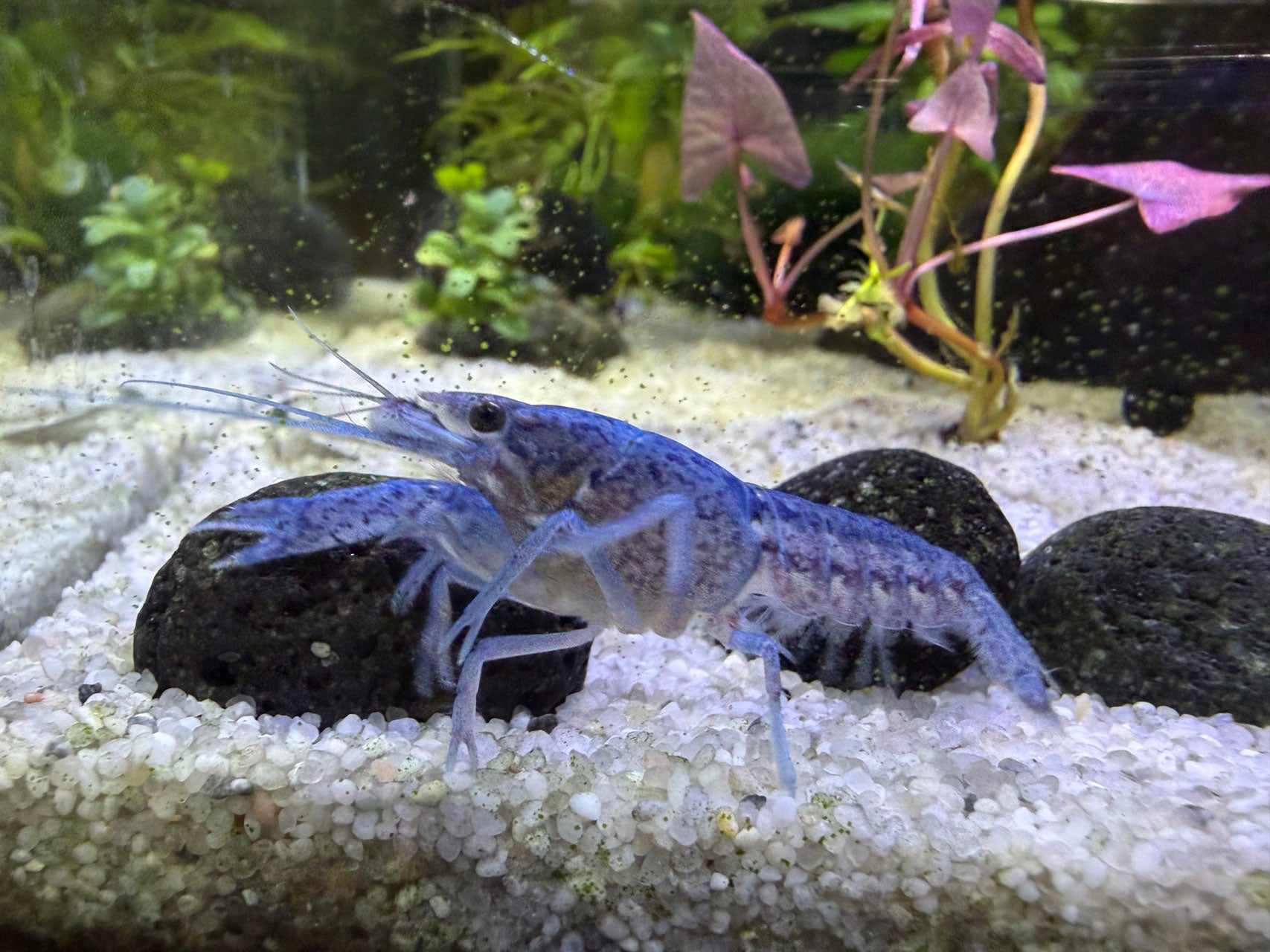 Blauer Floridakrebs (procambarus allein der in die Kamera guckt