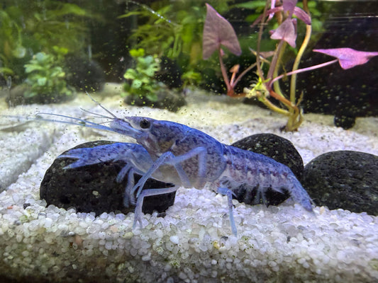 Blauer Floridakrebs (procambarus allein der in die Kamera guckt