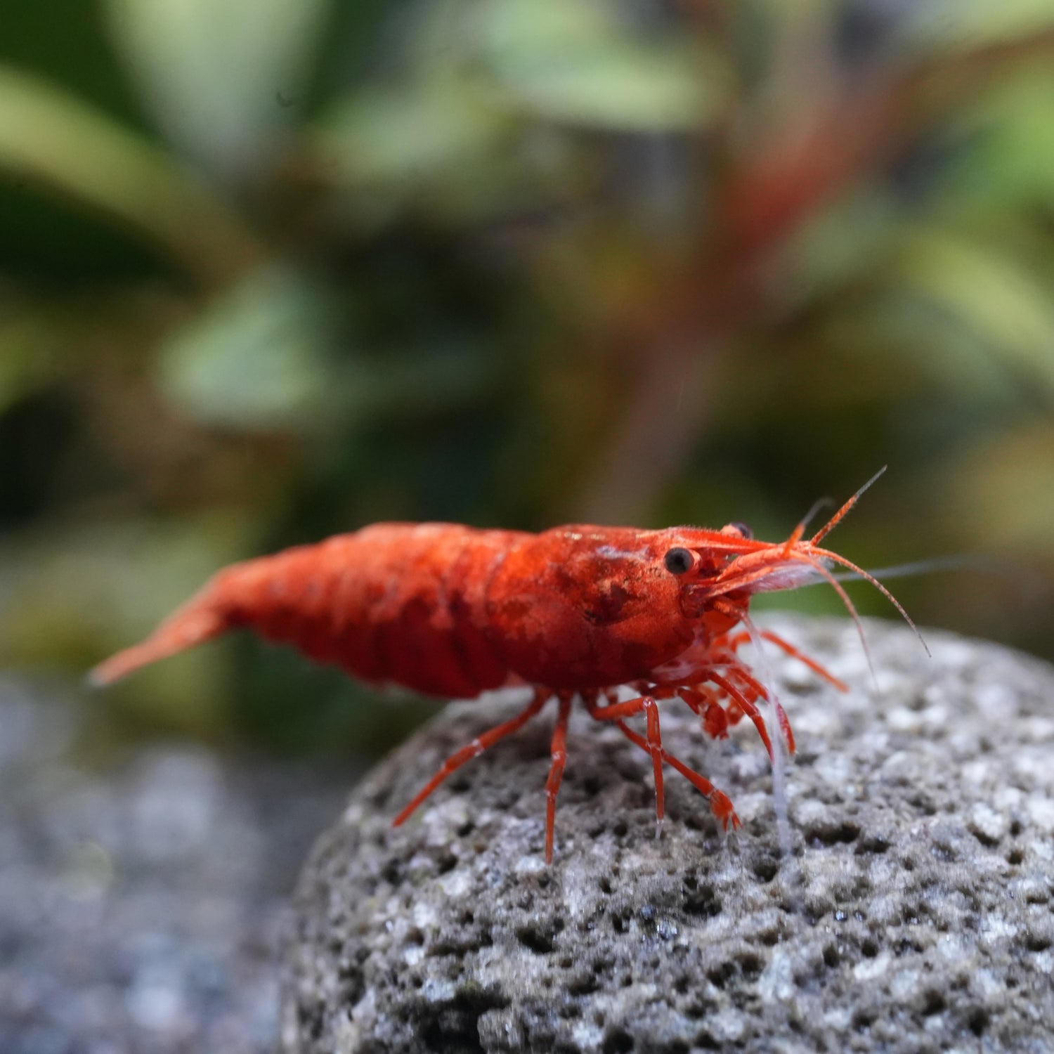 Red Sakura Zwerggarnelen auf einem Lavastein im Aquarium als Makroaufnahme