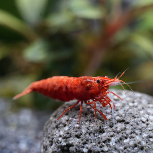 Red Sakura Zwerggarnelen auf einem Lavastein im Aquarium als Makroaufnahme