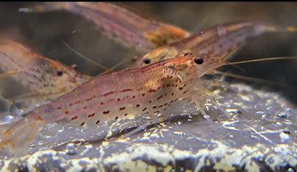 Rote Amanogarnele kaufen | Caridina multidentata Größe M