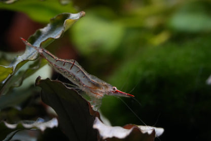 Rote Nashorngarnele (Caridina gracilirostris)