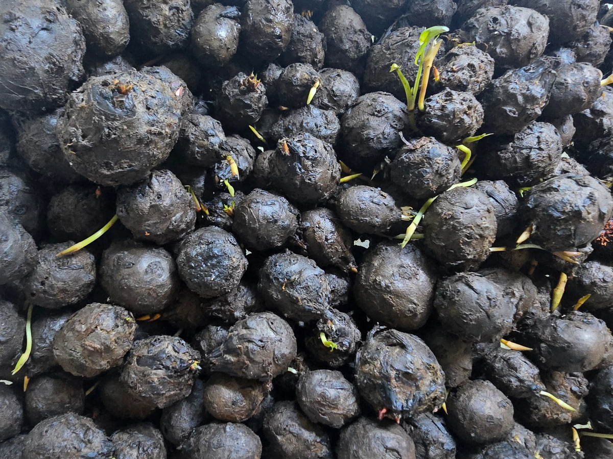 Rote Tigerlotus Knollen die schon keimen