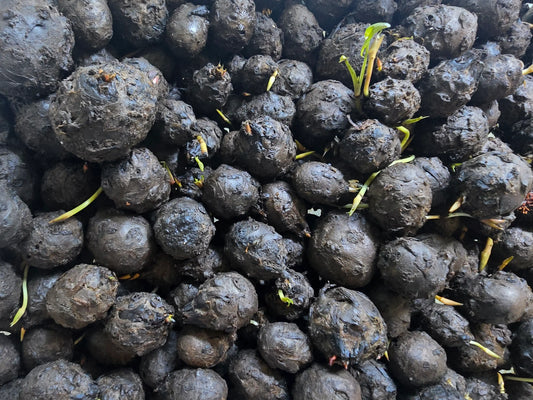 Rote Tigerlotus Knollen die schon keimen