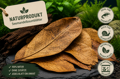 Naturprodukt Seemandelbaumblätter