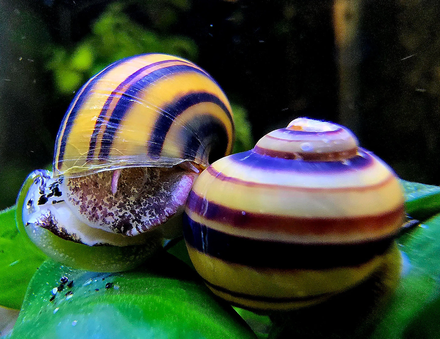 Spixi Zebra Apfelschnecke | Asolene spixi