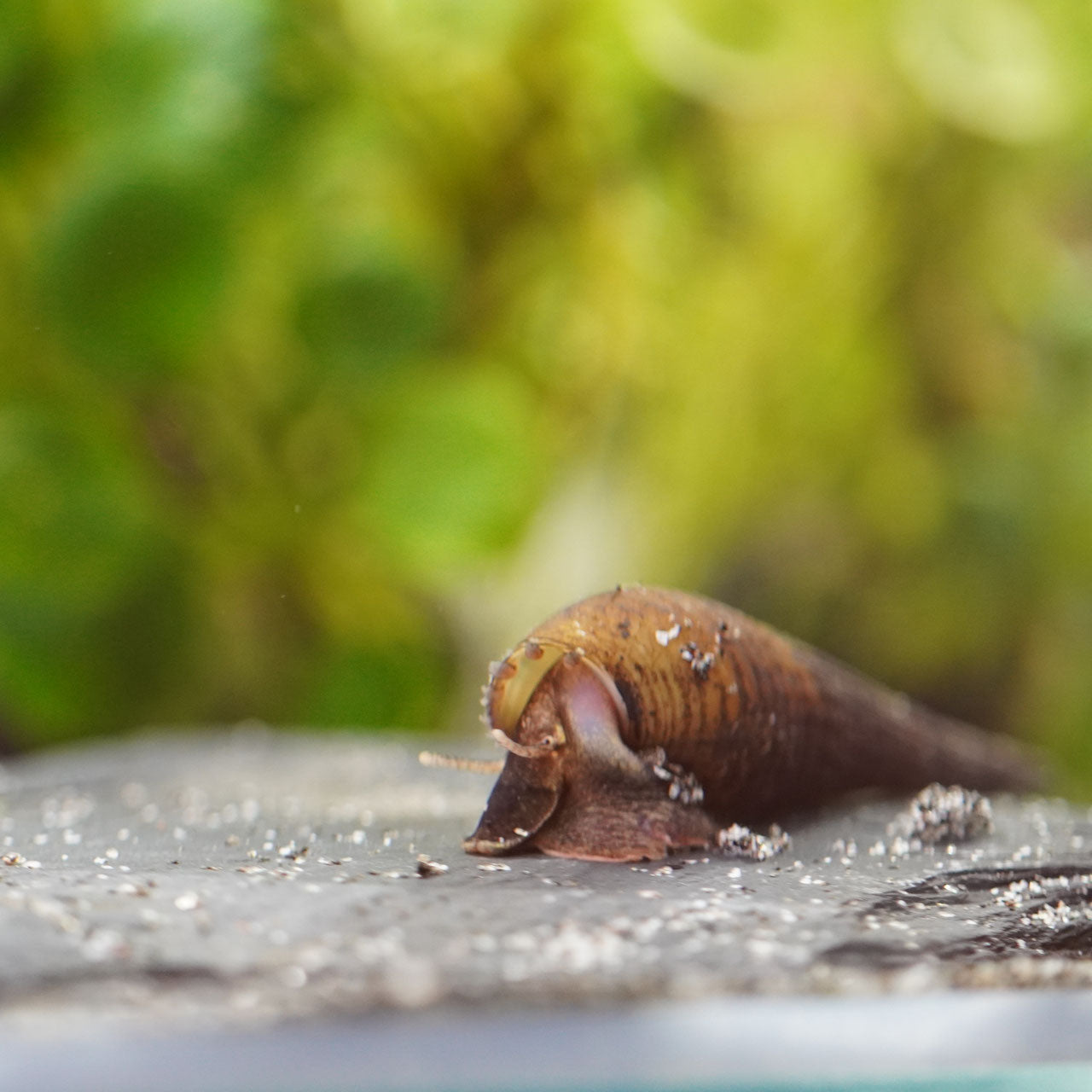 Langnasenschnecke (Stenomelania torulosa wasserschnecke im aquarium beim fressen