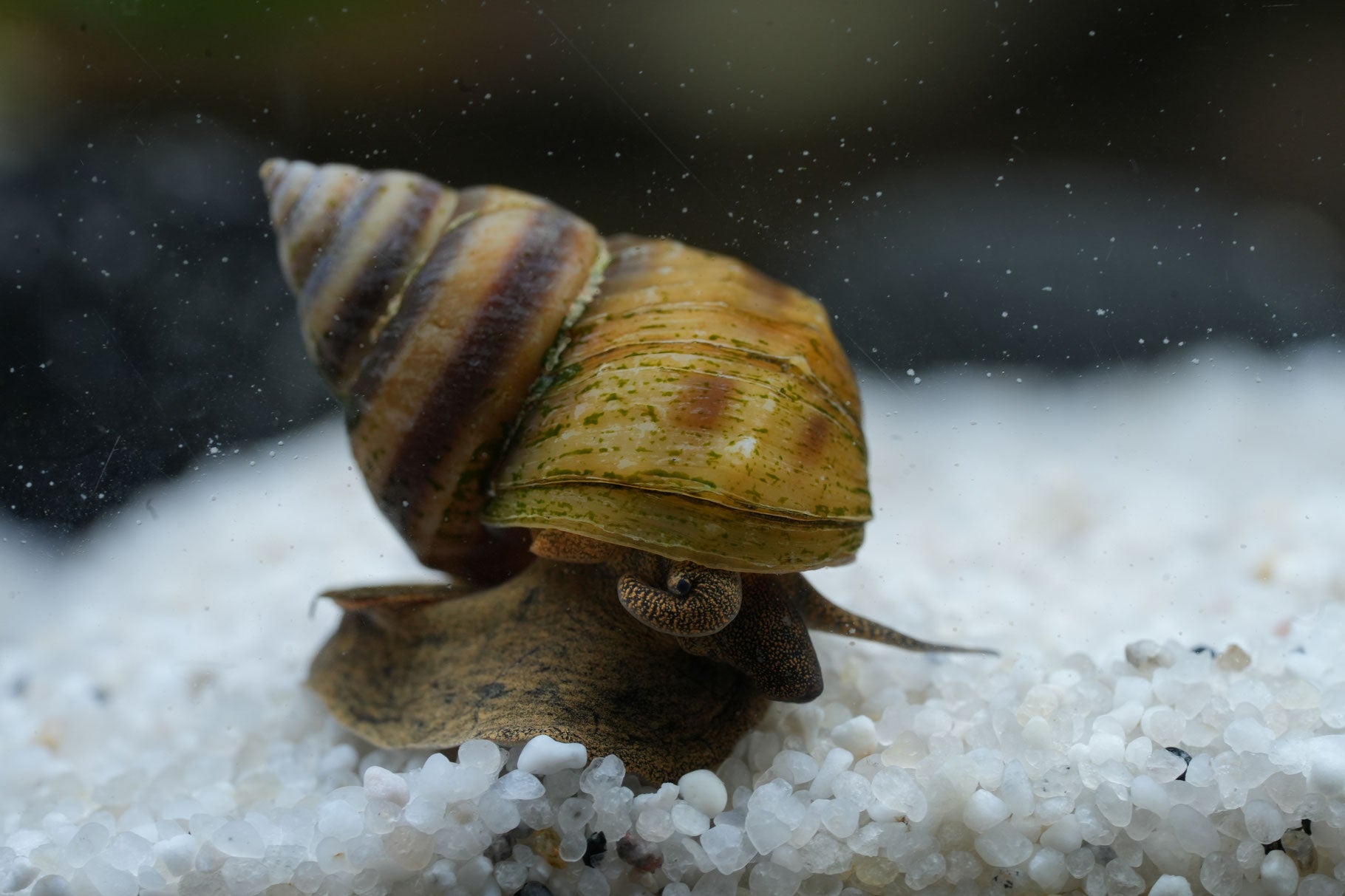 Pinselalgenschnecke Pianoschnecke die sich auf weißen Kies bewegt