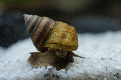 Pinselalgenschnecke Pianoschnecke die sich auf weißen Kies bewegt