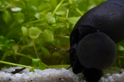 Teufelsdornschnecke Faunus Ater