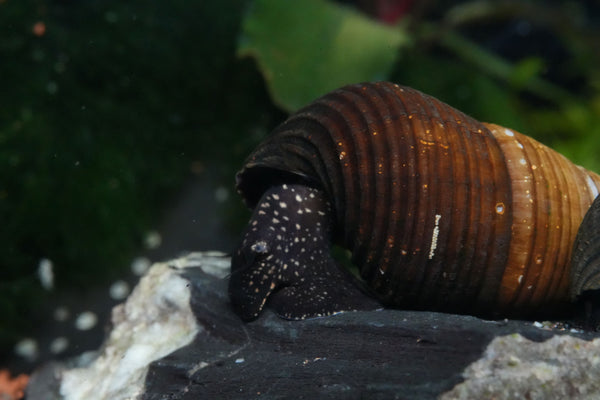 Tylomelania ZwergperlhuhnWasserschnecke in Nahaufnahme vom Gesicht auf einem Lavastein