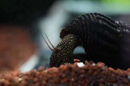 tylomelania Wasserschnecke mit viel gelben punkten auf dem Körper und schwarzen Gehäuse