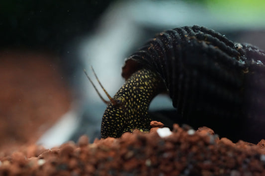 tylomelania Wasserschnecke mit viel gelben punkten auf dem Körper und schwarzen Gehäuse