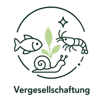 Sozialverhalten: nicht mit anderen Schnecken verträglich 