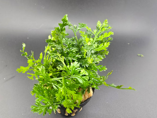 Wasserpflanze- bolbitis- heteroclita-difformis Farn für süßwasser aquarium
