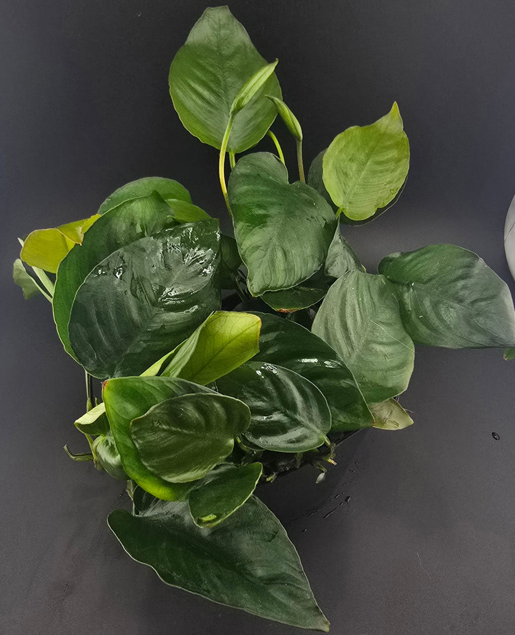Wasserpflanze anubias barteri mutterpflante im 9 cm großen topf