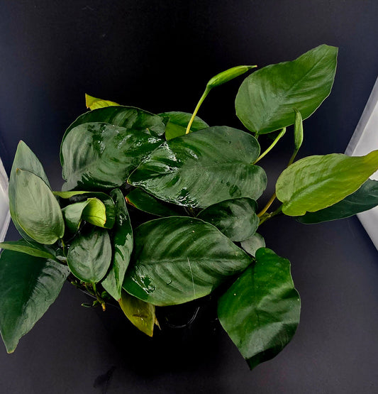 Wasserpflanze anubias barteri Mutterpflanze im 9cm topf für süßwasser Aquarium