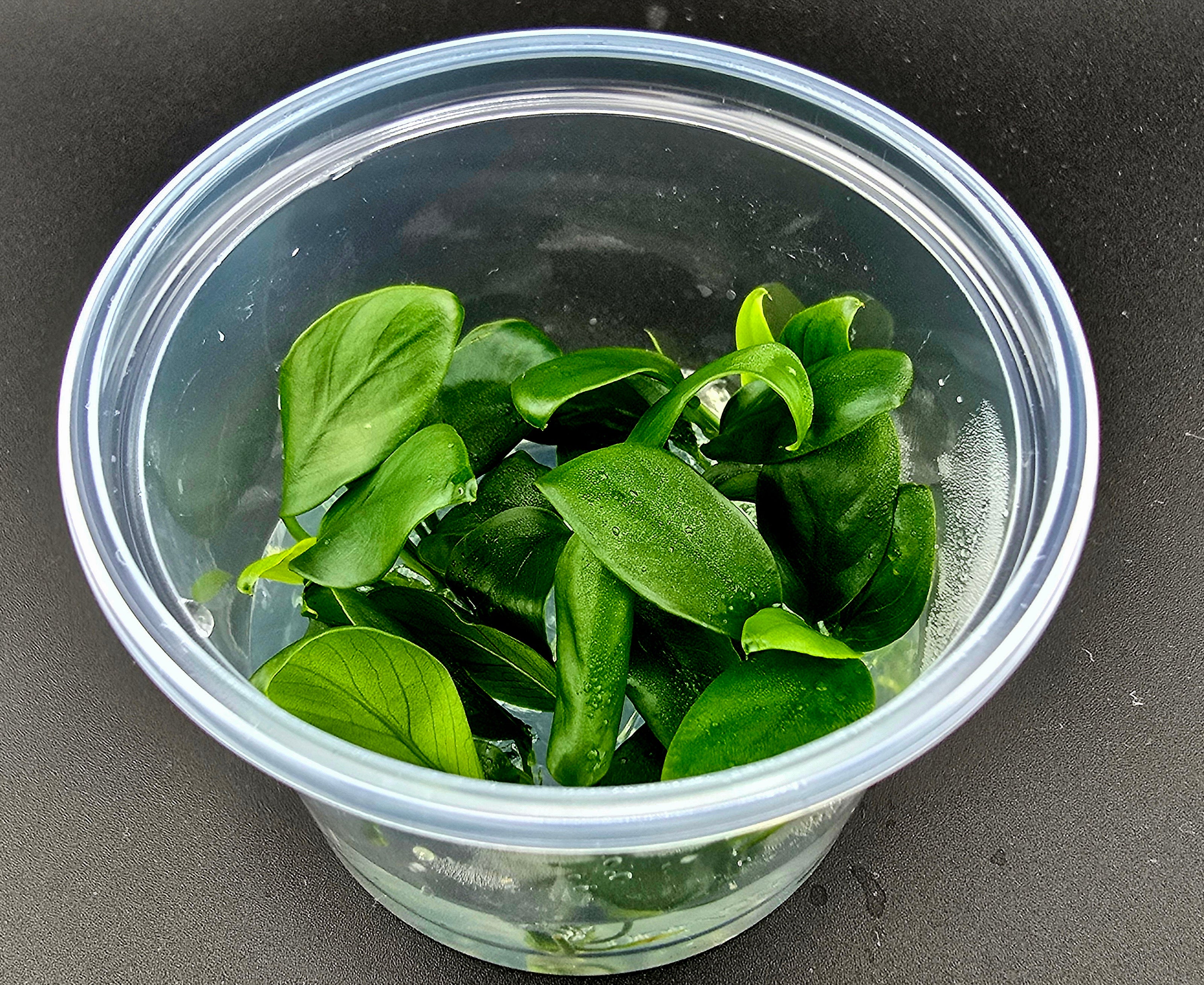 Aquariumpflanze Anubias Nanga als invitro Pflanze als shop Produkt